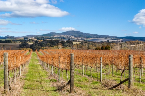 Winter Vines
